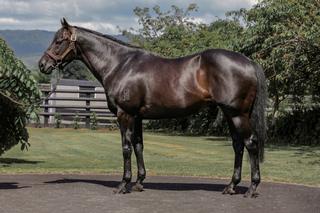 Five-time Champion New Zealand sire Savabeel (NZ) 